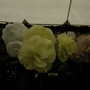 Roden Show 2007 (Begonia)