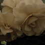 Roden Show 2007 (Begonia)