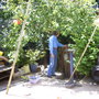 Cooking apple tree grown from a pip
