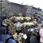 Roden Show 2007