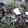 Roden Show 2007 (Begonia)