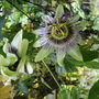 Passion flower taken at the end of October 2006