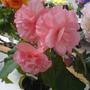 Sweet Dreams, Begonia (Begonia)