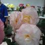 Ziggy, Begonia (Begonia)