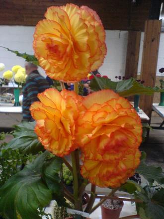 Can-Can, Begonia (Begonia)