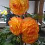 Can-Can, Begonia (Begonia)