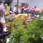 Village Show