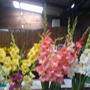 Village Show