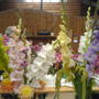 Village Show
