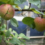 More apples grown from pips
