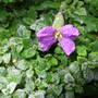 Aubrieta_in_frost