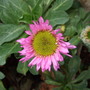 Erigeron (Erigeron aureus (Fleabane))