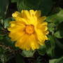 Calendula_
