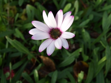 A very hardy Osteospermum (Osteospermum jucundum)