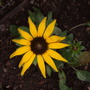 Rudbeckia_goldsturm