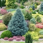 Abies_lasiocarpa_compacta_view_2