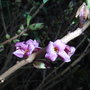 Daphne_mezereum