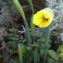 Narcissus 'Cedric Morris' (Narcissus 'Cedric Morris')