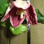 Clematis__freckles_