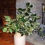 Three types of Holly from the garden (Ilex aquifolium)