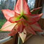 Amaryllis_bloom