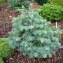Abies concolor 'Hexe' (Abies concolor)