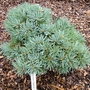 Abies concolor 'Pigelmee' (Abies concolor)
