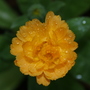 Flowers_2007_122