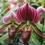 New-york-orchid-show-2