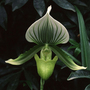 Orchid