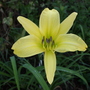 Flowers_2007_403