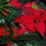 Christmas Basket