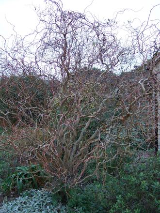 Contorted Willow in the winter (Salix babylonica tortuosa)