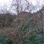 Contorted Willow in the winter (Salix babylonica tortuosa)