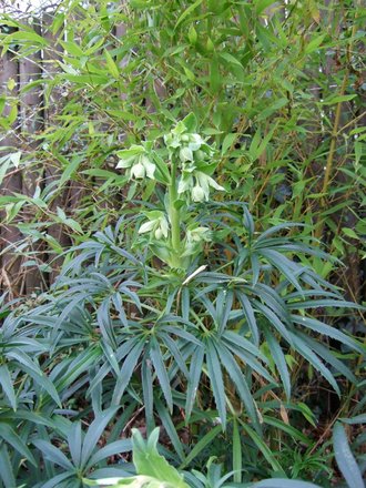 Helleborus foetidus (Helleborus foetidus (Hellebore))