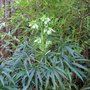 Helleborus foetidus (Helleborus foetidus (Hellebore))