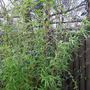 Golden Bamboo (Phyllostachys aurea (Hotei chiku))