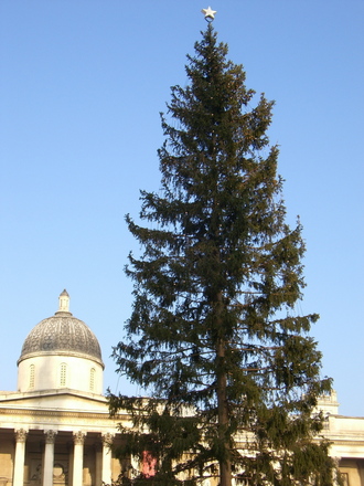 Norwegian Christmas Tree (Picea abies (Norway spruce))