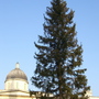 Xmas_tree