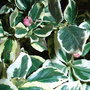 Euonymus fortunei 'Silver Queen' (Euonymus fortunei 'Silver Queen')