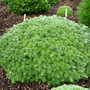 Abies koreana 'Kristallkugel' (Abies koreana)