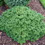 Abies koreana 'Tundra' (Abies koreana)