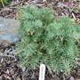 Abies_concolor__olson_broom_