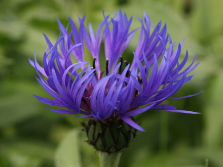 A garden flower photo