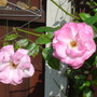 Dsc00416