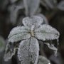 Frosty Cistus leaves (Cistus)