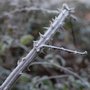 Frosted brambles