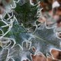 Frosted holly