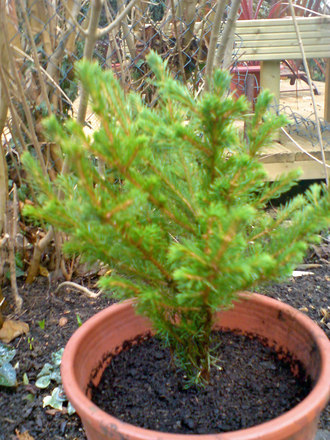 Christmas Tree - Norway Spruce (Picea abies (Norway spruce))