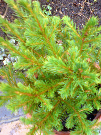 Christmas Tree - Noway Spruce (Picea abies (Norway spruce))